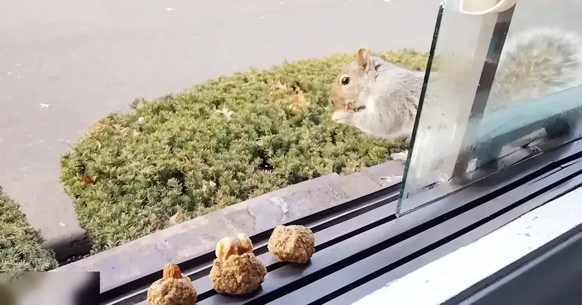 An adult squirrel with gray fur and white underbelly sits on a windowsill near greenery, daytime scene with natural light.