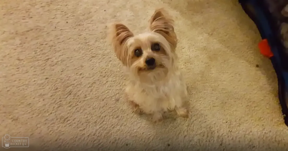 A small, light-colored Yorkshire Terrier or similar breed stands indoors on a carpeted floor.