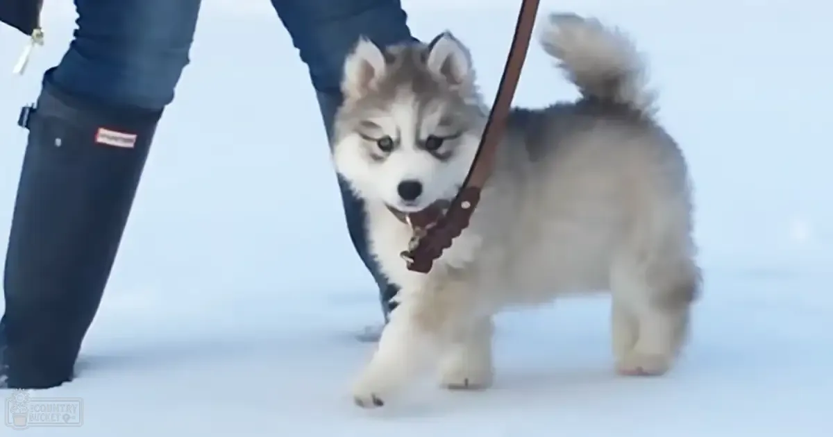 A white, grey, and black husky puppy with a person in dark blue jeans outdoors on snow in winter.