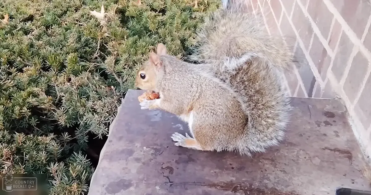 A squirrel with a bushy tail sits on a metal table near a brick wall in an outdoor setting with greenery and natural sunlight.