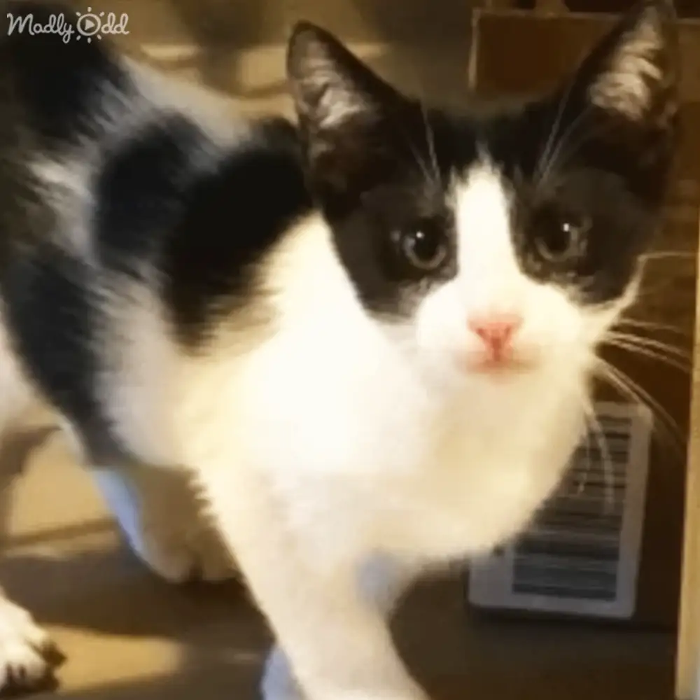 A black-and-white cat with distinct markings is indoors against a neutral-colored wall background.