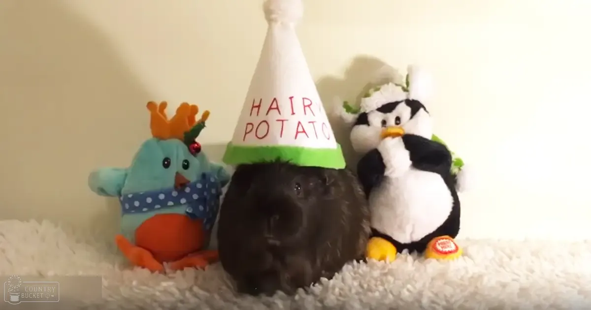 A guinea pig wearing a 'HAIRY POTATO' party hat, surrounded by plush toys in an indoor setting with plain white background.