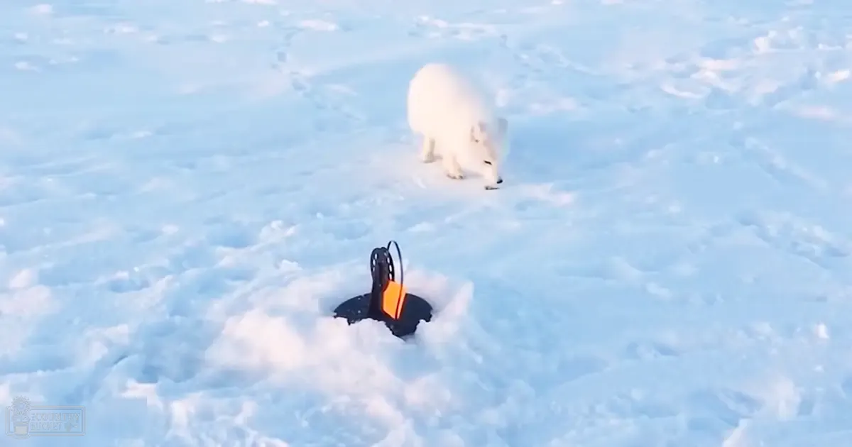 A white Arctic fox with thick fur stands amidst an icy landscape, partially buried in the snow near a small mechanical device or tool.