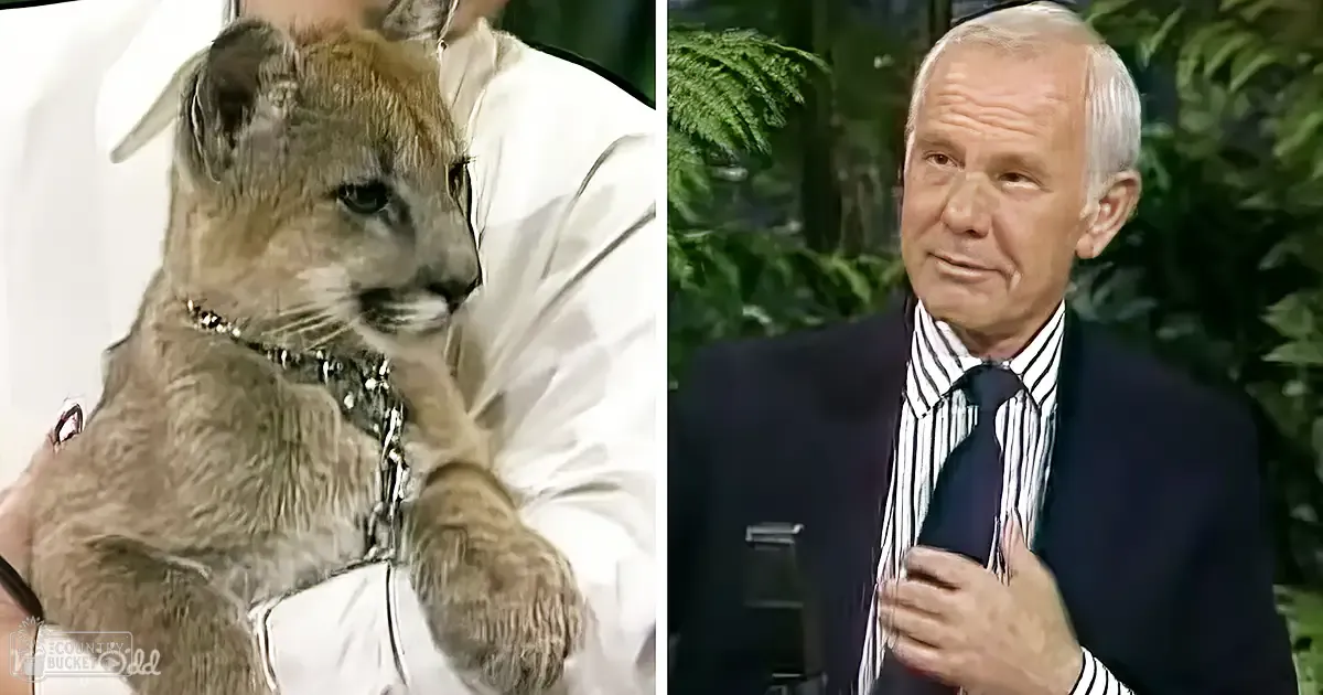 A juvenile male mountain lion being held by an older adult man wearing a dark suit and striped shirt indoors with greenery in the background.