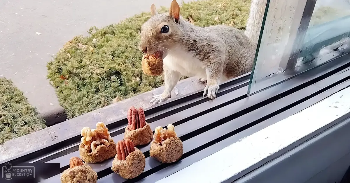 A squirrel with gray fur and a white underbelly sits near food items resembling nuts or seeds on a window sill, surrounded by outdoor greenery in natural daylight.