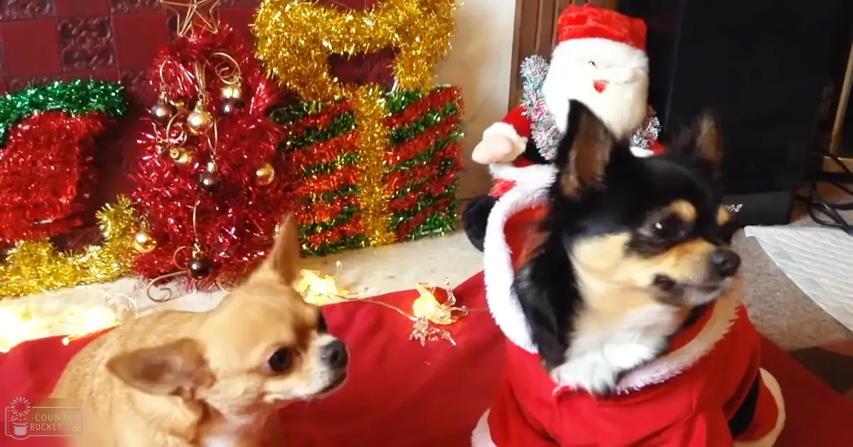 A Chihuahua dressed as Santa Claus stands amidst Christmas decorations inside a home, with another dog also in festive attire.