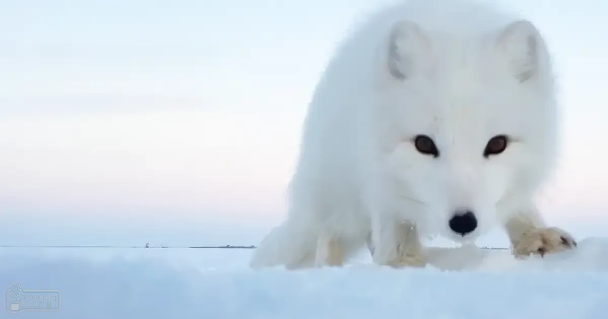 An adult Arctic fox with thick white coat and dark eyes in a snowy winter landscape under overcast light.