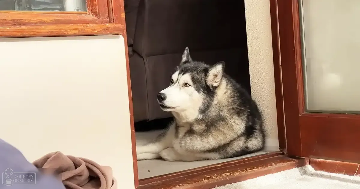 A husky with black and white fur stands indoors, possibly in a living room or hallway; natural light suggests daytime.