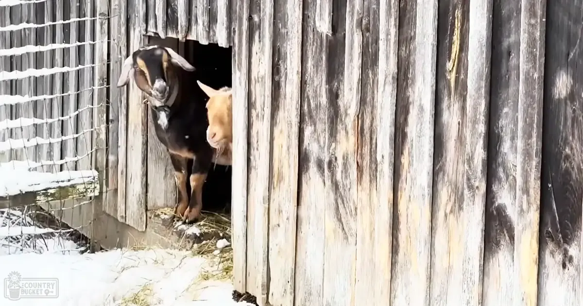 Two goats with black and white markings stand in an outdoor snowy barn setting during winter.