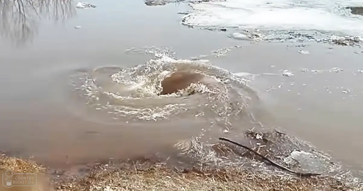 A fish in a pond or small lake with natural surroundings, possibly spring or early summer day