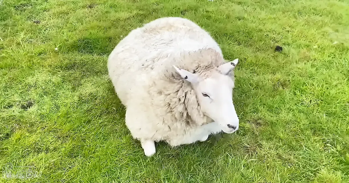 An adult sheep with thick white woolly fur stands outdoors on a grassy area under even, overcast lighting.