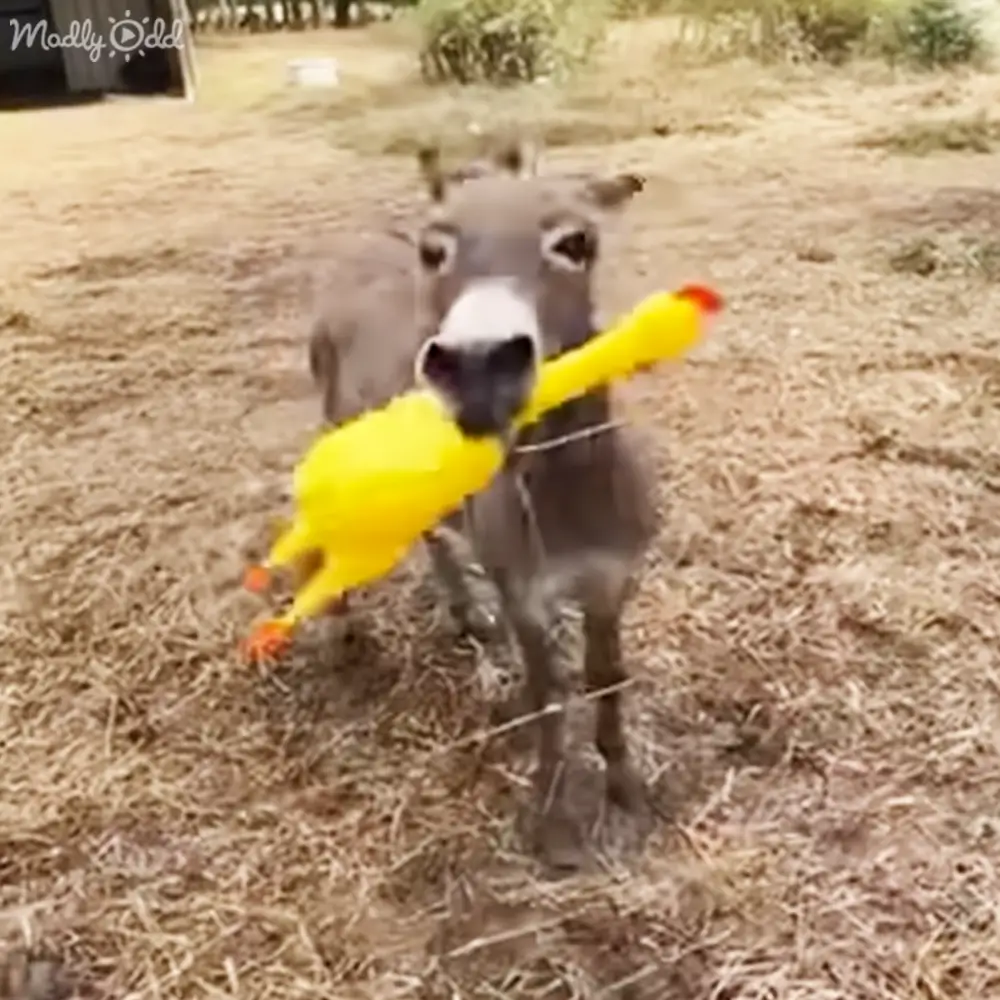 A donkey with gray fur and white markings holding a yellow rubber duck outdoors on dry grass with greenery, suggesting spring or summer daylight.