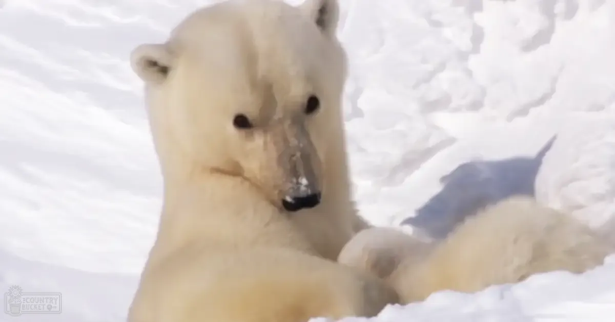 An adult polar bear with light brown accents in an Arctic snowy landscape, winter season, natural daylight.