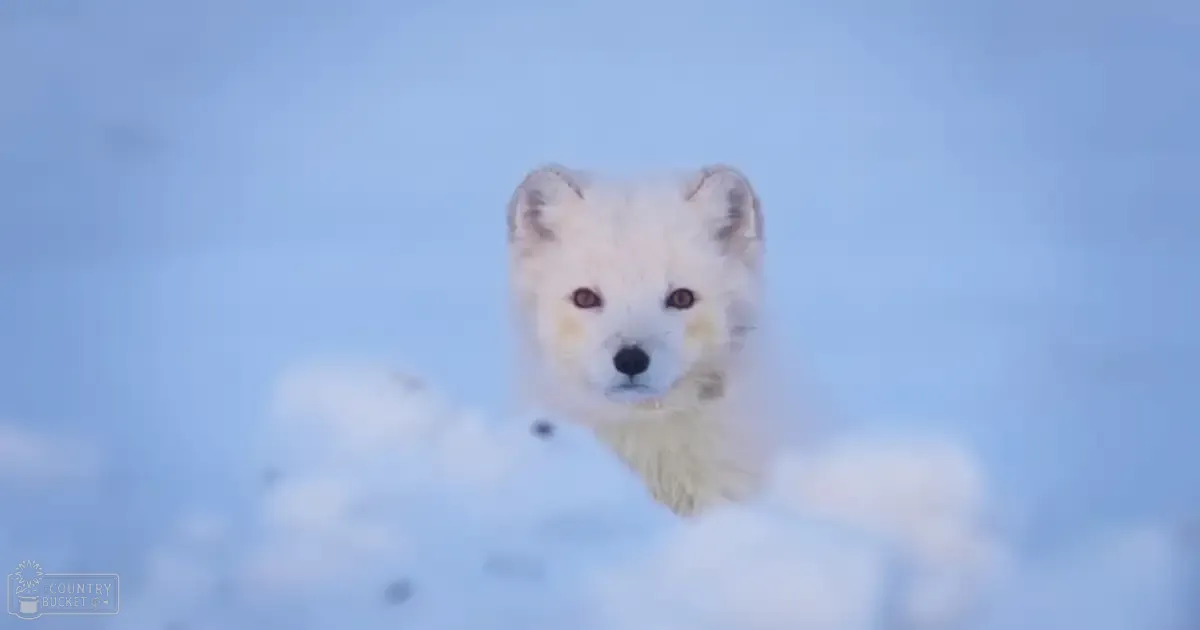 An Arctic fox with white fur and dark eyes in a snowy landscape under clear blue skies, daytime natural sunlight.
