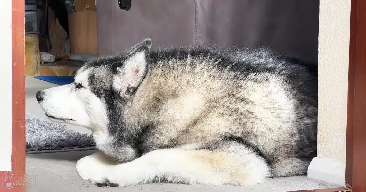 An Alaskan Malamute with a thick black and white coat, lying down on a concrete floor in an indoor home setting with natural light.