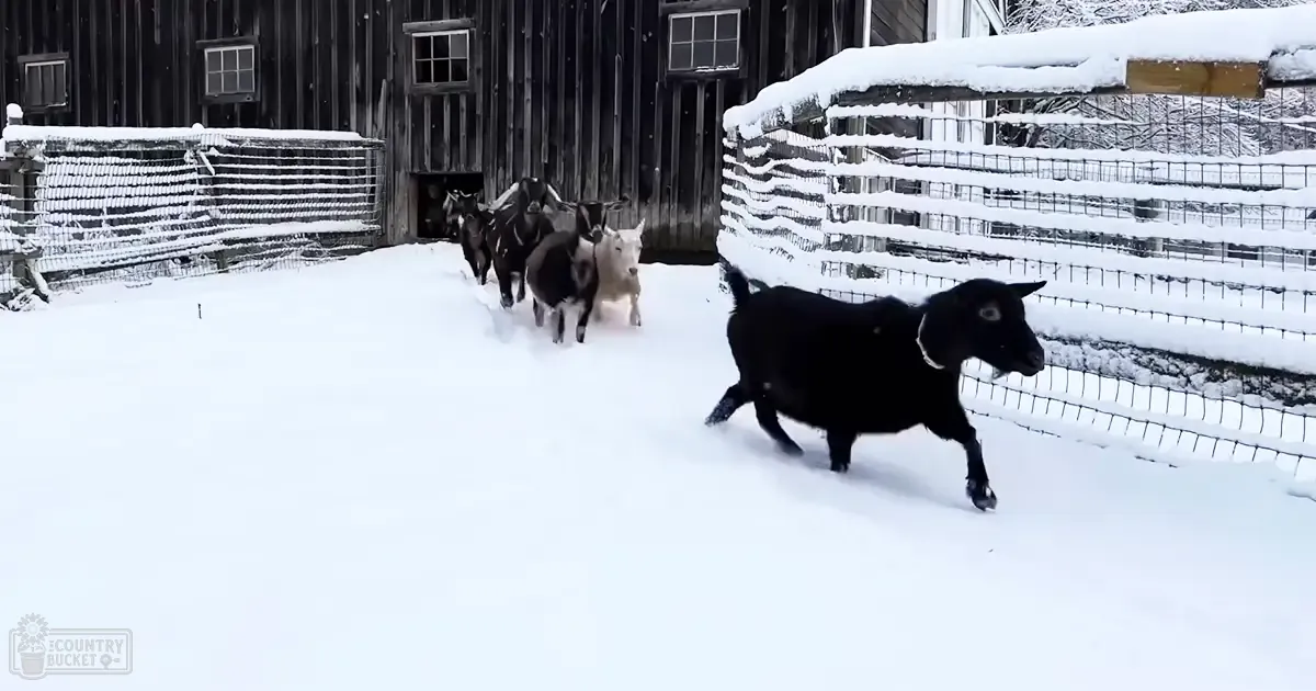 A mixed-breed goat herd in a snowy farm setting with wooden barns.