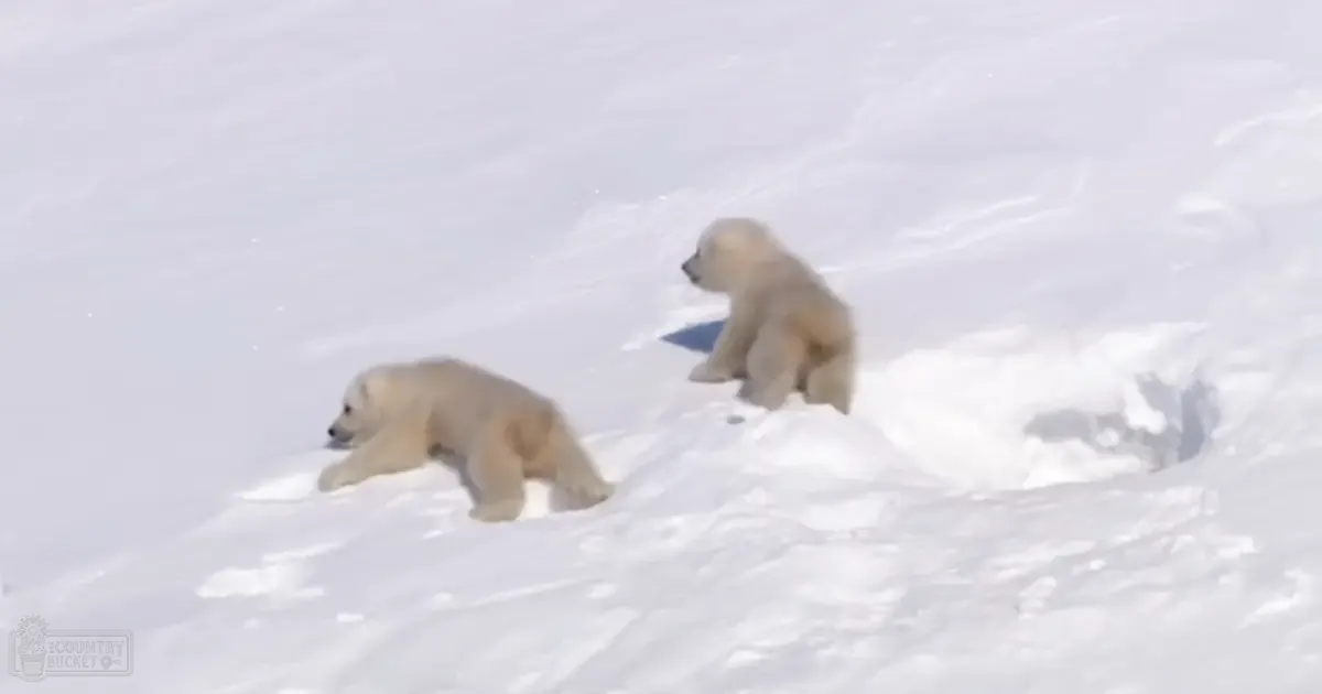 Two juvenile polar bear cubs in a snowy landscape, likely an Arctic region during winter with natural daylight illuminating the scene.