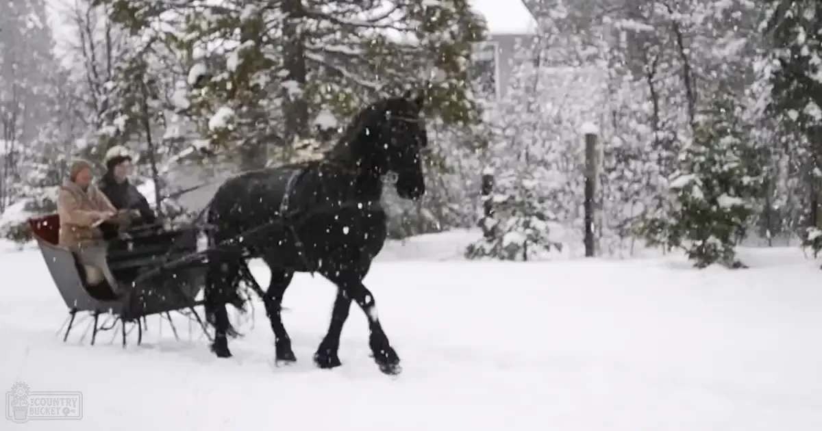 A horse-drawn sleigh ride through a snowy forest with an adult female wearing a dark fur-lined hooded jacket, surrounded by snow-covered trees under overcast winter daylight.