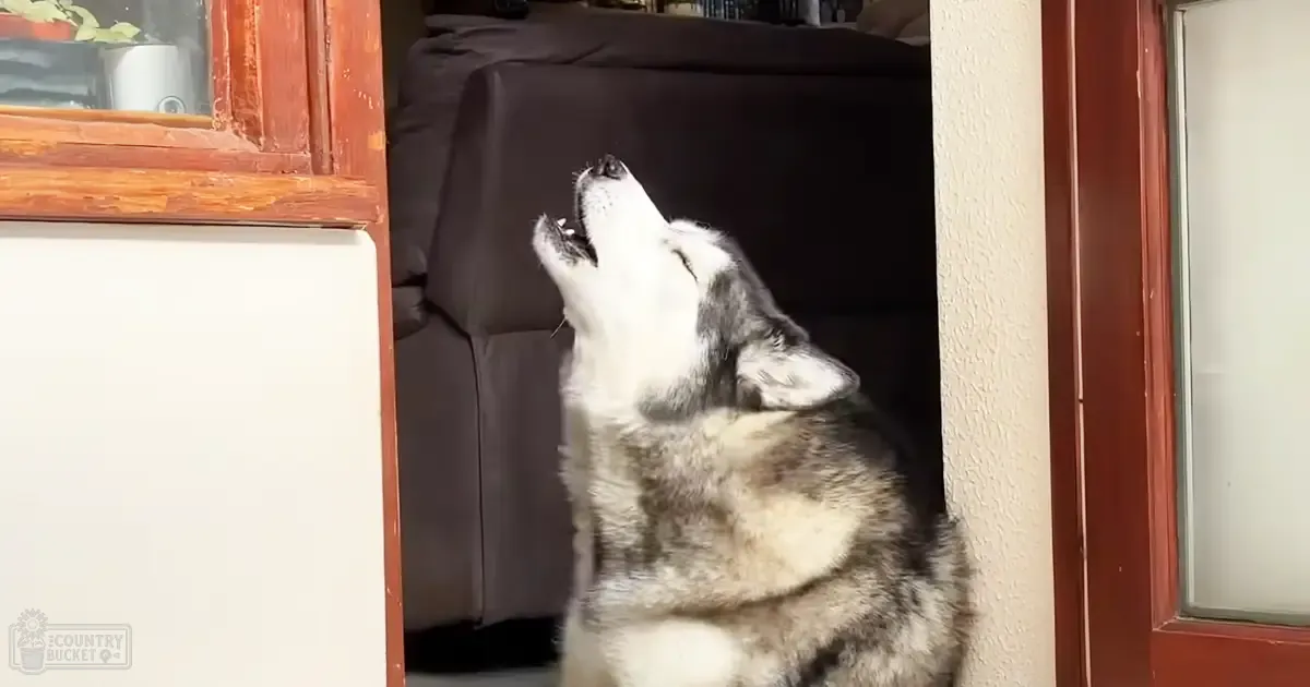 A Siberian Husky with white and gray fur howling indoors near a dark-colored couch.