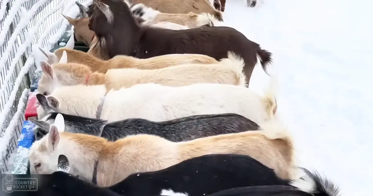 A group of adult goats with various coat colors including white, black, brown, and beige stand in a snowy outdoor environment under natural daylight.