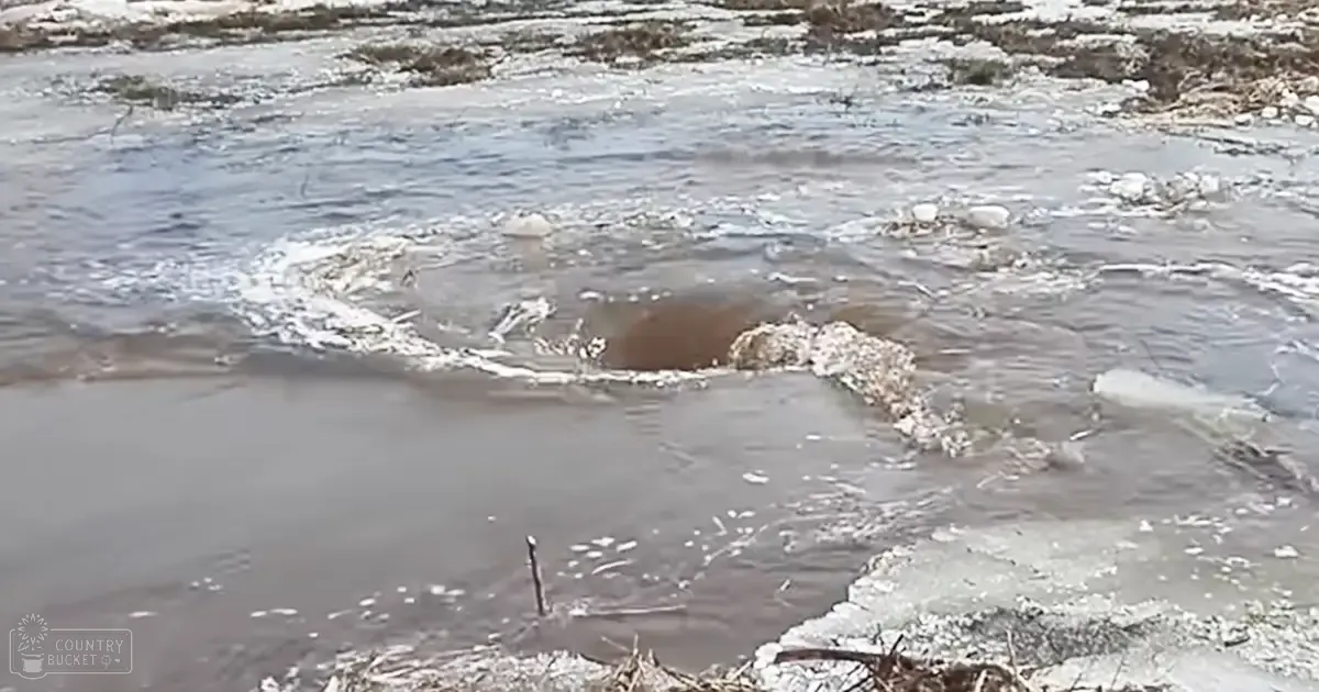 An adult brown-and-white medium-to-large-sized dog near ice-covered water, likely winter day with daylight