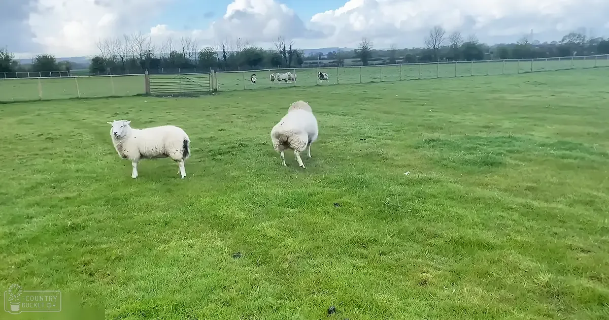 Two adult sheep in a grassy field enclosed by fencing under partly cloudy skies during spring or summer.