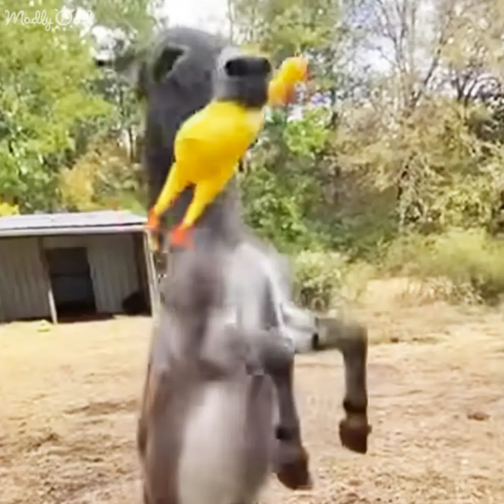 A yellow bird perched on a grayish-brown donkey-like animal with darker patches, in a rural setting with a small metal shed and greenery under natural daylight.