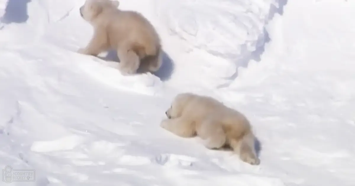 Two young polar bear cubs with light tan fur in a snowy winter landscape during daylight conditions.