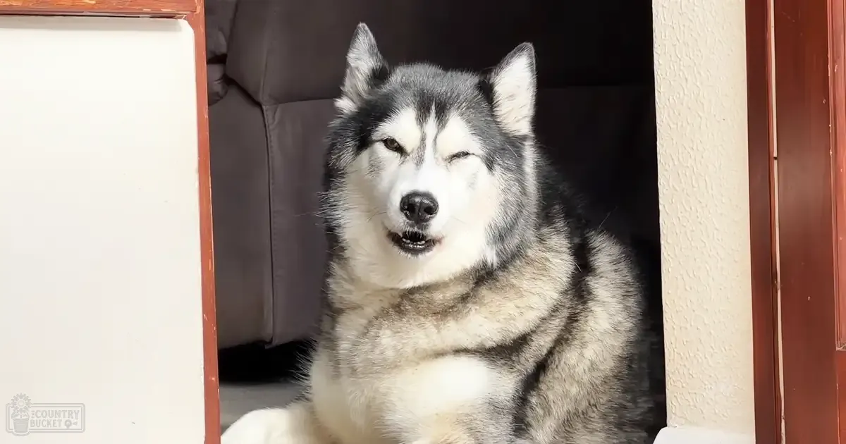 A Siberian Husky with white, gray, black fur indoors, surrounded by furniture including a dark leather couch under natural light.