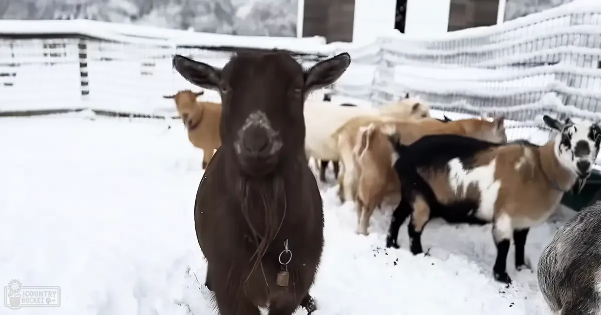 A black goat with a bell stands prominently in a snowy farm pen among other goats of various colors.