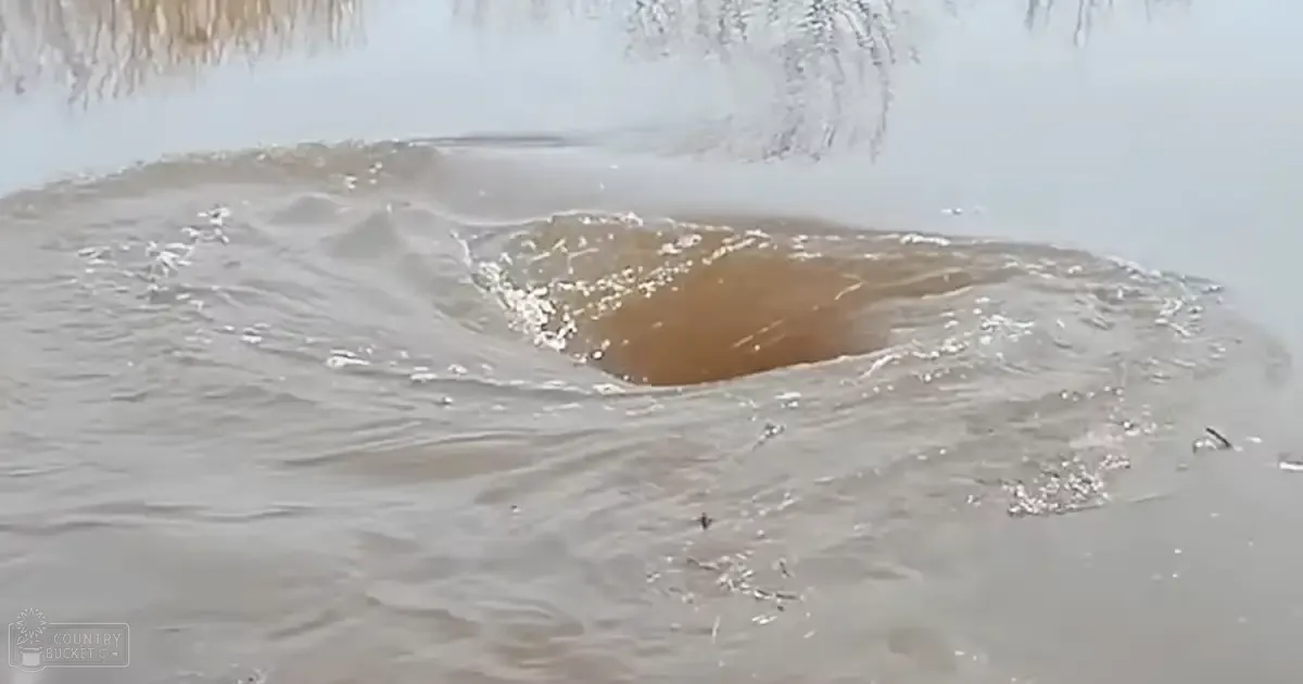 Fish swimming near a pond or lake under natural daylight, surrounded by reeds and water.