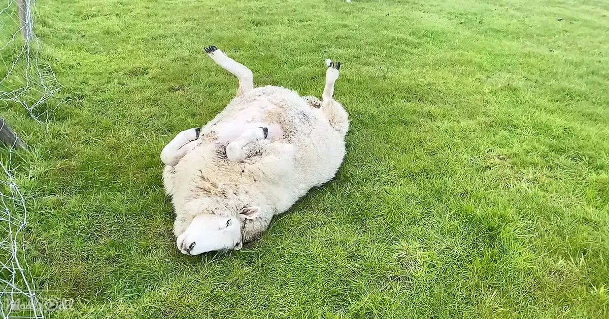 A sheep lying on its back in a lush green field with a wire fence visible.