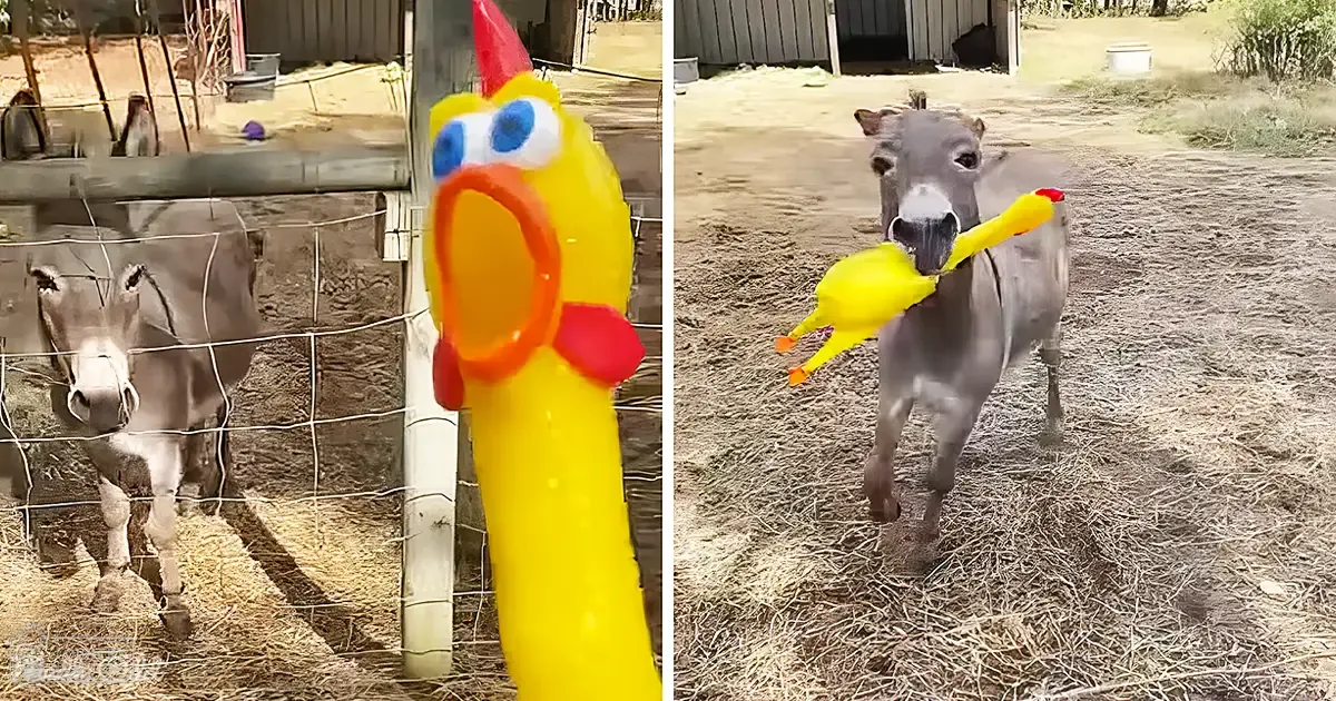 A juvenile donkey with gray coat and white markings stands in a farmyard surrounded by farm structures, fencing, straw, hay, vegetation, and an inflatable duck toy.