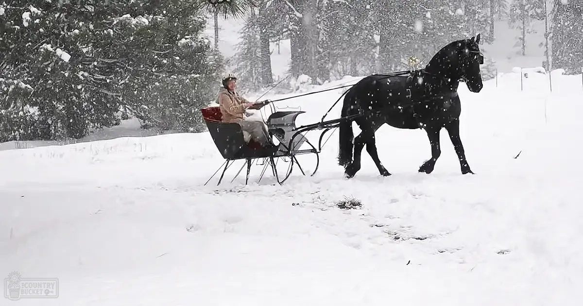 A draft horse, possibly a Friesian, pulling a black sleigh with red lining through a snowy forest in winter during the day.