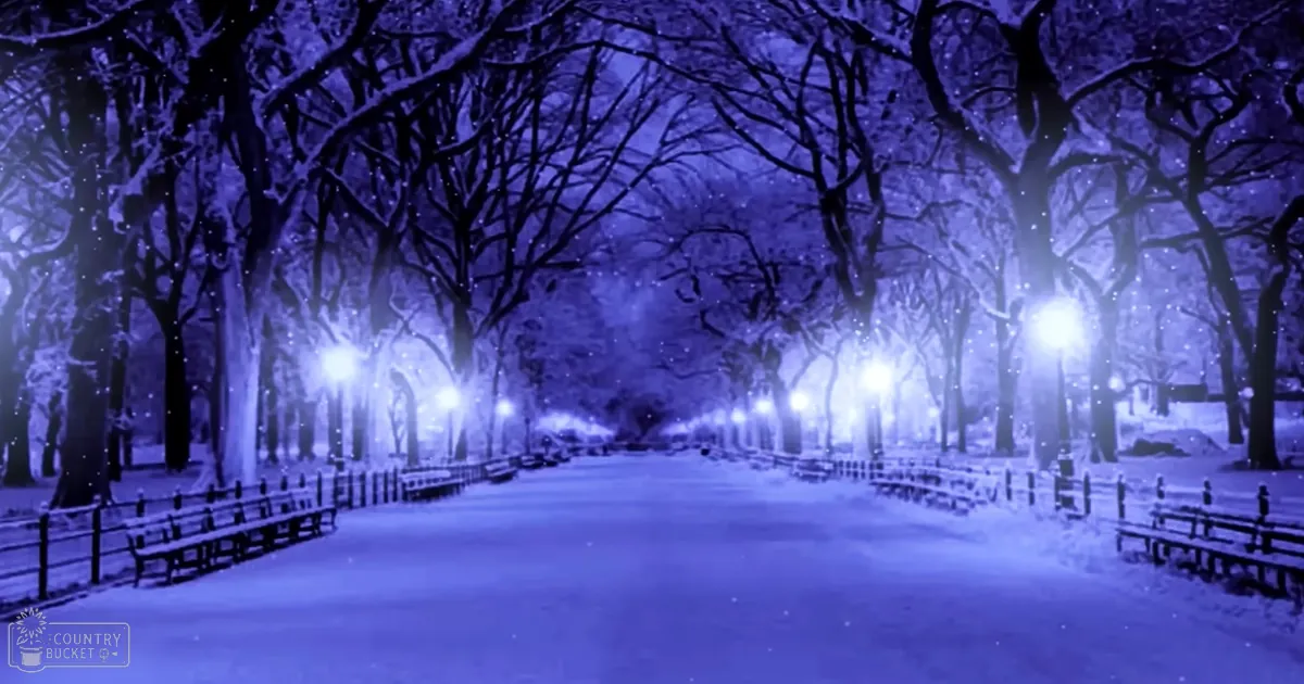 Snowy park scene at night with lampposts and snow-covered trees, New York City.