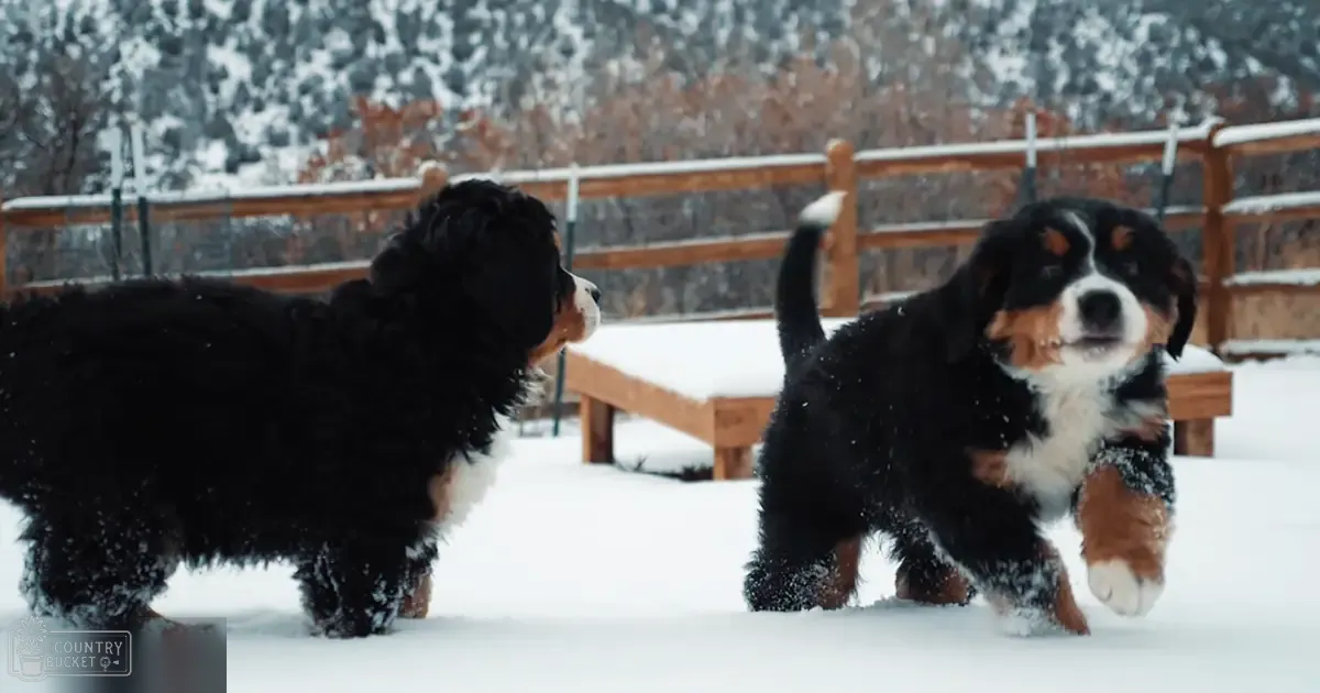 Two Bernese Mountain Dog puppies in a snowy backyard with a wooden deck or railing.