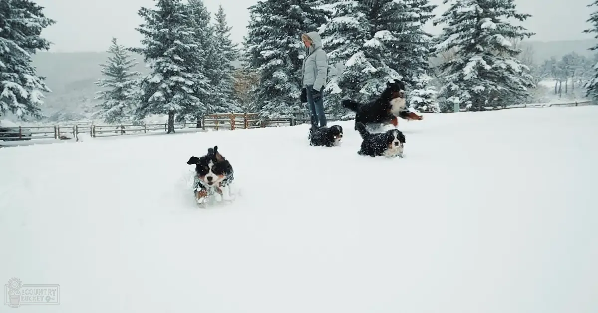 Adult female dog owner in light gray hooded jacket and dark blue jeans playing with Bernese Mountain Dogs in a snowy field with evergreen trees.