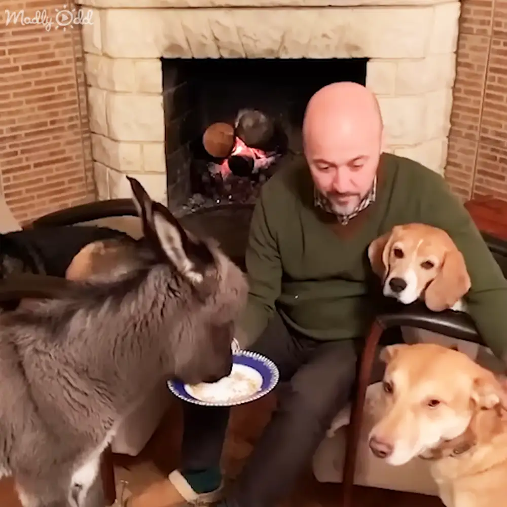Adult male wearing dark green plaid shirt with donkey and dogs around fireplace indoors.