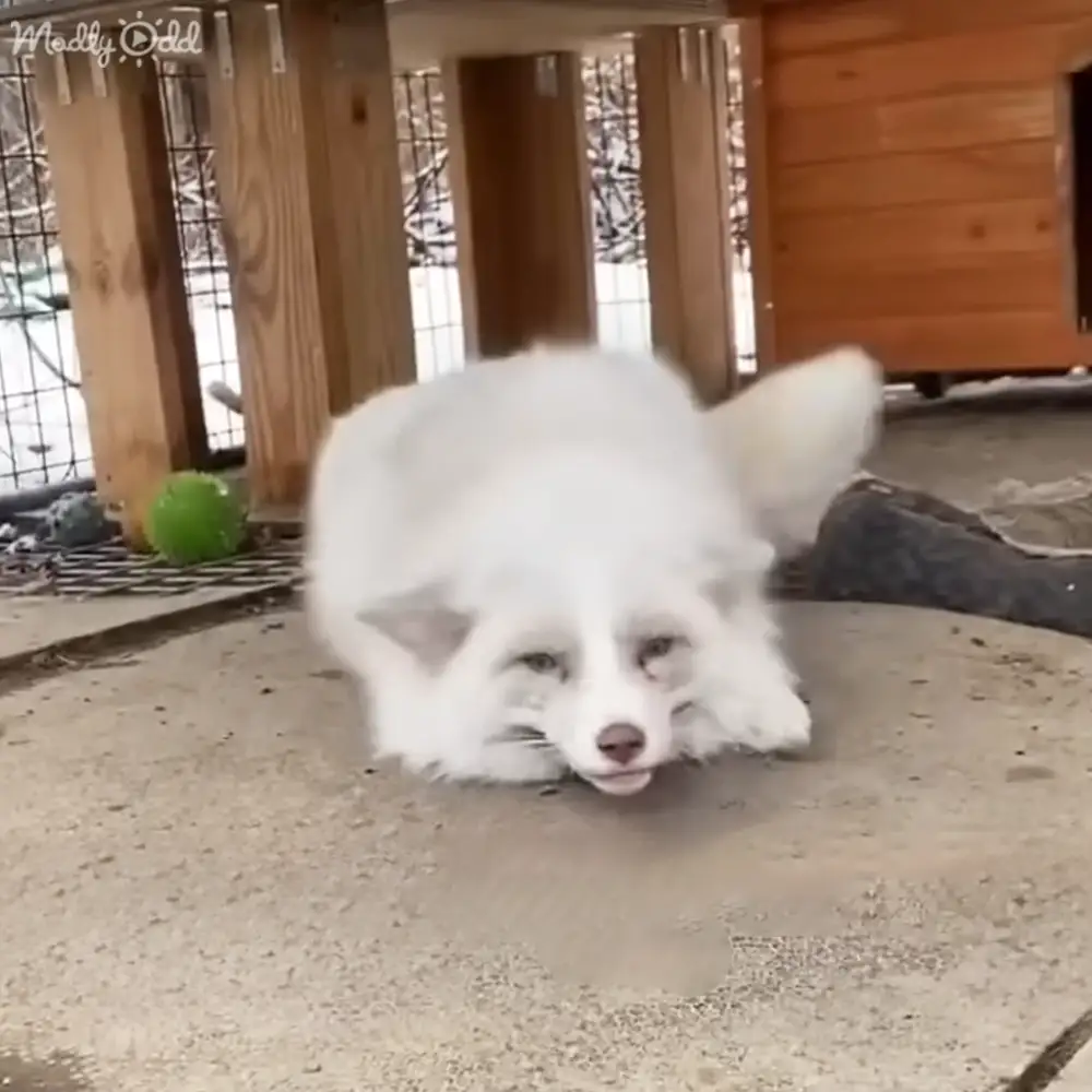 A white fox lying down outdoors near a wooden structure, with snow on the ground indicating winter season; the setting appears to be a cabin or shed.