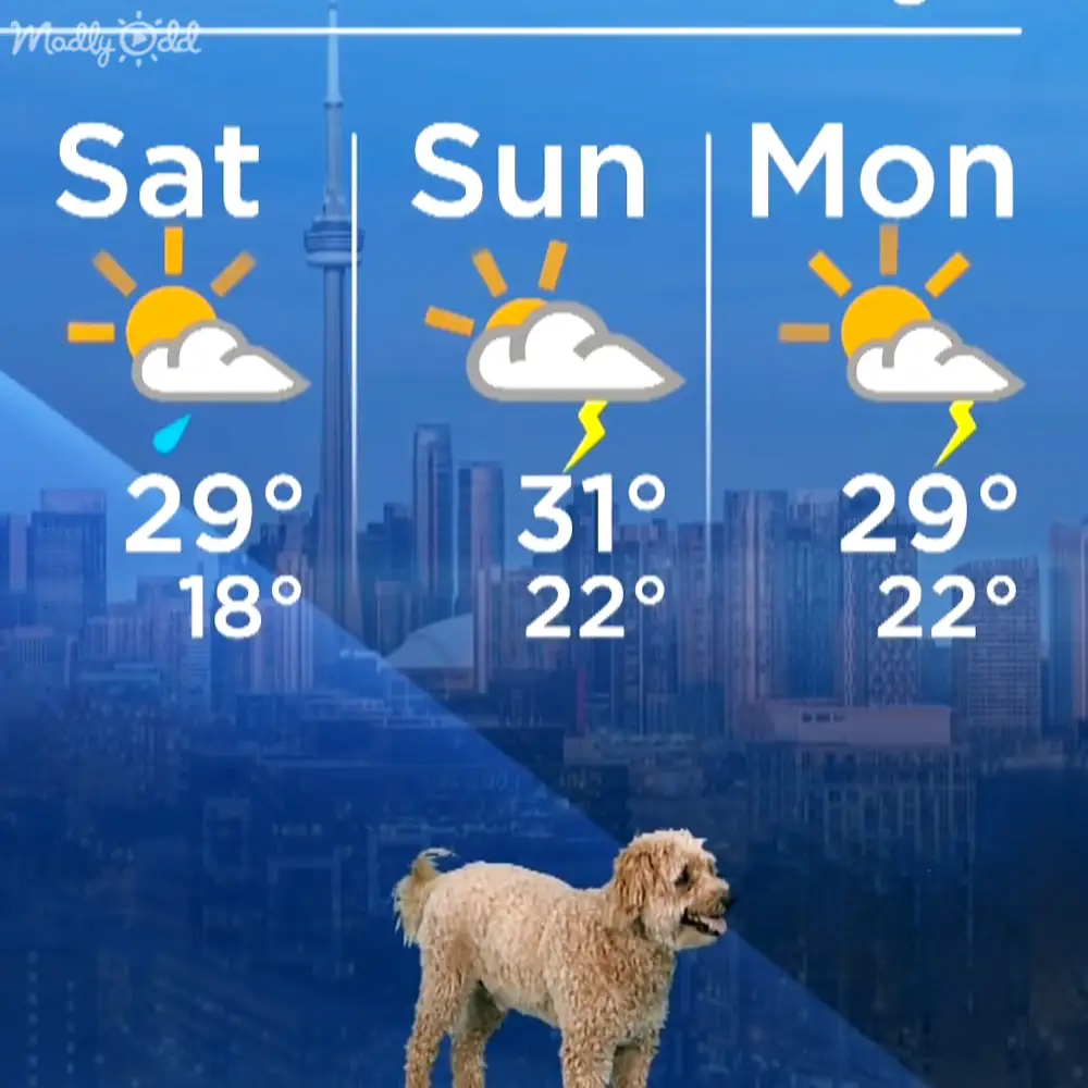 A light brown dog, possibly a poodle or poodle mix breed, stands against an urban backdrop with clear blue skies and tall city buildings including one resembling the CN Tower.