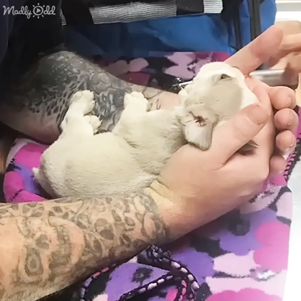 A small white puppy being held by a tattooed arm, with an adult male wearing a blue patterned sleeve shirt indoors in natural daylight.
