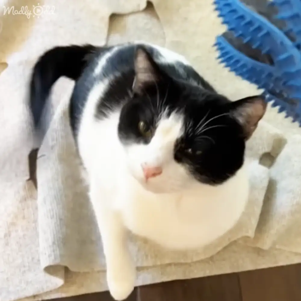 A black-and-white adult cat rests on textured cardboard indoors, with soft even lighting.
