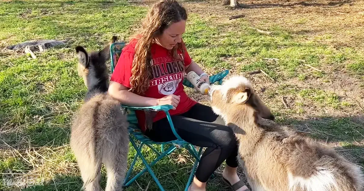 A young adult female feeds alpacas in an outdoor grassy setting, wearing a red T-shirt and holding a bottle.