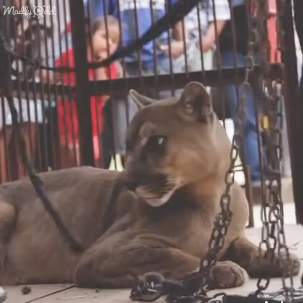 A young child wearing a patterned red garment stands behind metal bars observing an adult cougar in what appears to be an indoor zoo or wildlife sanctuary setting, illuminated by artificial light.