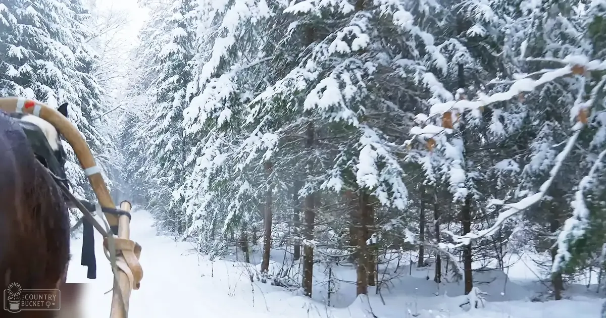 An adult reindeer with dark fur and light antlers in a snowy forest setting, daytime winter scene.