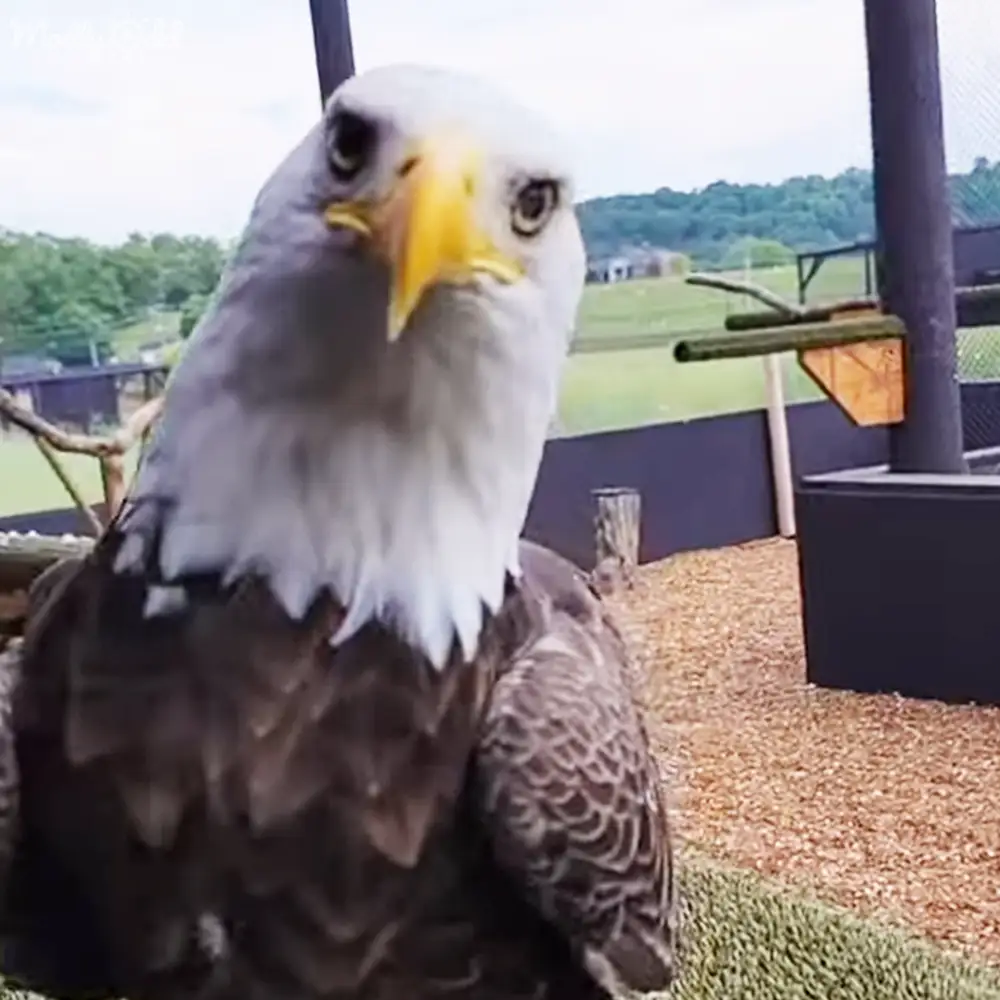 Adult bald eagle perched on wooden perch in outdoor wildlife sanctuary enclosure with grassy areas and trees, midday lighting.