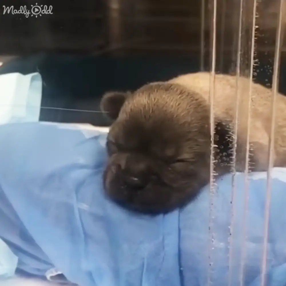 A pug puppy with light brown fur, lying on a veterinary clinic examination table under blue surgical drapes in an indoor setting with artificial lighting.