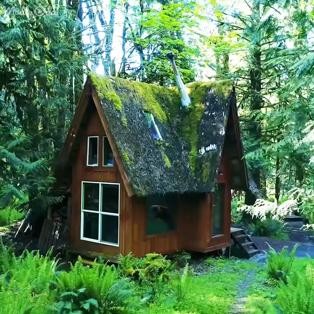 A small wooden cabin nestled in a lush forest with moss-covered roof and windows, surrounded by vibrant greenery under natural daylight.