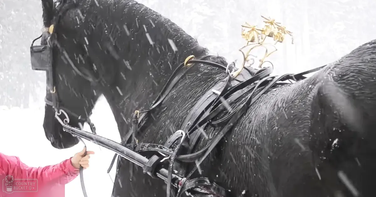 A draft horse with black coat and white markings stands in heavy snowfall during winter.
