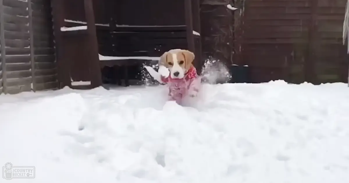 A Beagle puppy with a pink garment in a snowy scene near a wooden structure, likely winter day.